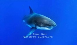 鲨鲨太子清华吃瓜