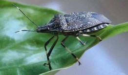 瓜黑蝽 怎么吃,解锁独特昆虫食材的烹饪艺术