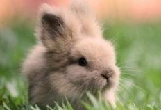 喜欢吃瓜的兔子,兔子美食日记