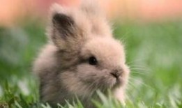 喜欢吃瓜的兔子,兔子美食日记