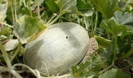 在瓜农里吃瓜的吃瓜群众,吃瓜群众共享欢乐时光