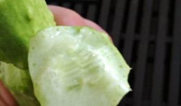 孕期可以吃白玉瓜,白玉瓜助力母婴健康