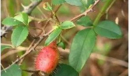 樱校吃瓜图片,揭秘校园吃瓜背后的故事