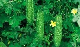 吃凉瓜咳,夏日清凉解暑的神奇食疗方法