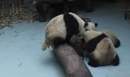 熊猫吃瓜打架图片大全