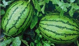 生椰吃瓜配料,探索夏日清新配料新风尚