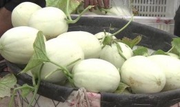 萧山冰淇淋吃瓜,一场吃瓜群众的狂欢盛宴