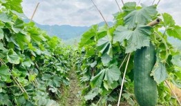 网上劲爆吃瓜,揭秘娱乐圈最新热点事件！