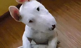 辛巴狗吃瓜,辛巴狗的瓜田奇遇记