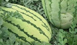 射阳吃瓜事件吃瓜群众是谁,揭秘“吃瓜群众”的真实身份