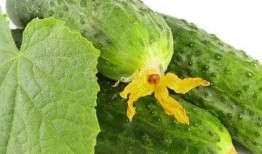 吃瓜少女芽,揭秘娱乐圈幕后故事