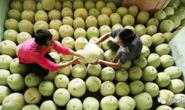 产妇可以吃三白瓜吗