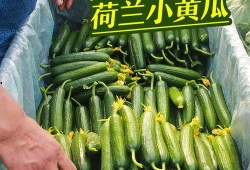 小绿吃瓜视频,揭秘娱乐圈幕后故事