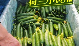 小绿吃瓜视频,揭秘娱乐圈幕后故事