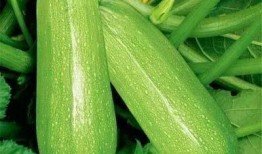 r718 吃瓜,吃瓜群众的狂欢盛宴