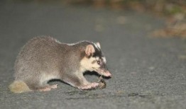 吃瓜猹bgm,跟随吃瓜猹bgm探寻神秘故事