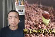 吵架男人吃瓜,男人吃瓜背后的心理揭秘