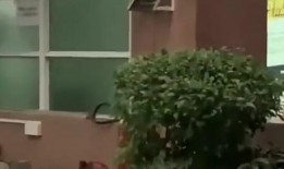 新洲最新吃瓜新闻事件,真相竟如此惊人！