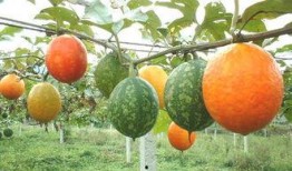 堕胎后吃吊瓜,调养身心，助力康复之旅