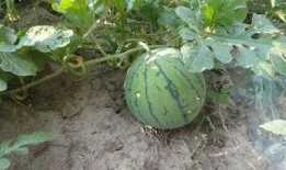 柳州摩友圈吃瓜