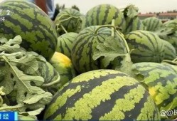 hello吃瓜上墙,网络热词背后的故事与影响