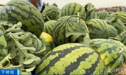 hello吃瓜上墙,网络热词背后的故事与影响