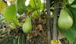 竖起耳朵吃瓜,揭秘娱乐圈幕后故事