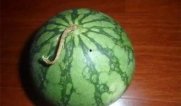 在瓜农里吃瓜的吃瓜群众,吃瓜群众共享欢乐时光