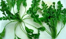 瓜娃吃野菜,一场奇妙的味蕾探险之旅