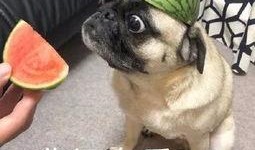 吃瓜的泪奔,吃瓜群众的感人瞬间