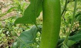 田瓜晚上可以吃吗,适宜还是禁忌？