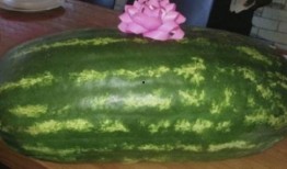 美国人吃生瓜,美国人的生瓜饮食习惯探秘