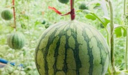 田马吃瓜,揭秘农村生活的趣味瞬间