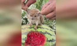 摸耳朵吃瓜,揭秘娱乐圈的趣味瞬间