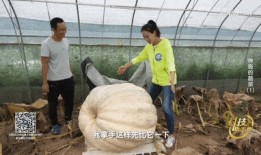 过年回村吃瓜,品味乡村“吃瓜”盛宴