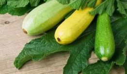 吃瓜5xyz,一场网络热词背后的文化现象