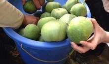 校园吃瓜论坛,揭秘校园热点事件背后的真相