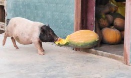 猪跟吃瓜,揭秘猪的饮食习惯与趣味生活