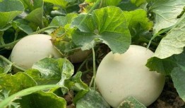 童年吃田瓜,那片田瓜地里的甜蜜时光