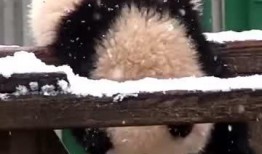 小熊吃瓜手指操,轻松学跳趣味手指舞