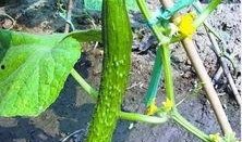 吃萝卜瓜,营养丰富的健康美食探索之旅