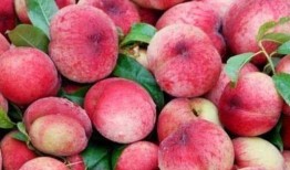 水肿可以吃桃子瓜吗,美味与健康的双重享受