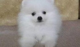 幼犬可以吃小白瓜