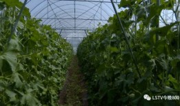 西昌的瓜在哪吃