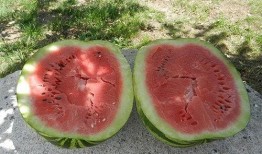 梦见下山吃瓜,下山途中邂逅瓜果盛宴