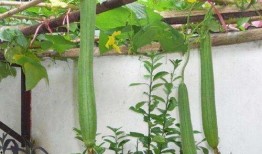 妇科实习吃瓜,实习医生的真实“吃瓜”经历