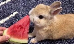 路过吃瓜的兔子,揭秘吃瓜背后的故事