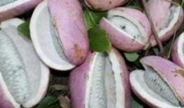 大姐吃八月瓜,大姐的八月瓜美食之旅