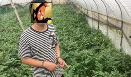 偷瓜村吃瓜群众被抓视频,一场乡村闹剧的直播记录