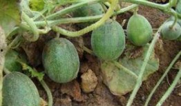 浙江农村吃瓜,瓜果飘香，共享田园生活